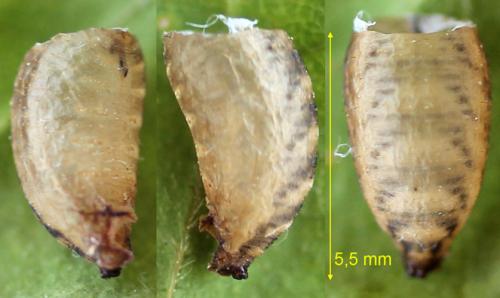 Eupeodes latifasciatus